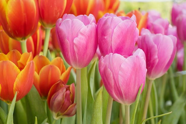 Bunte Tulpenblume im natürlichen Gartenpark