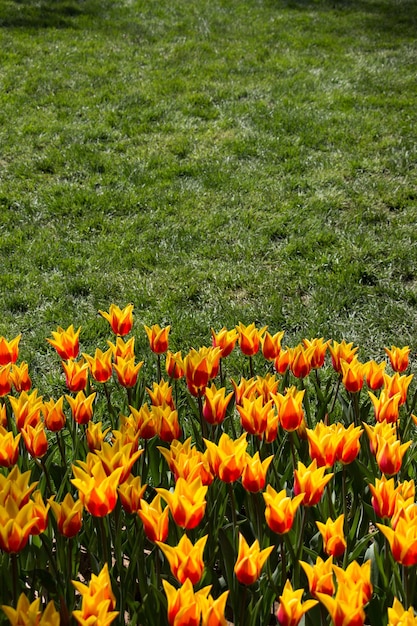 Bunte Tulpenblumen als Hintergrund im Garten