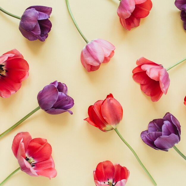 Bunte Tulpenblumen auf Pastell.