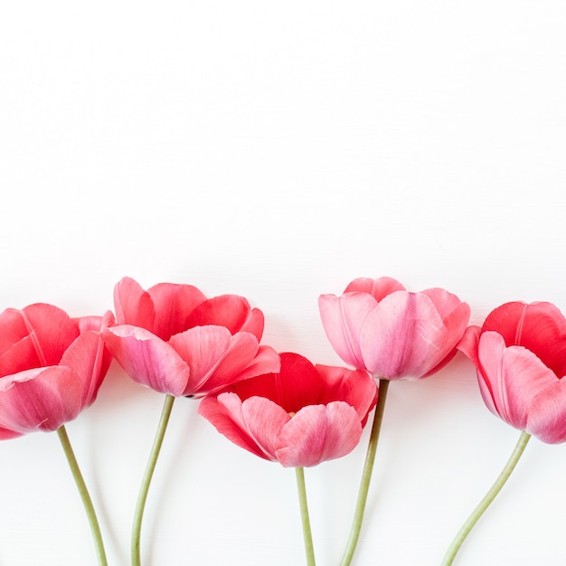 Foto bunte tulpenblumen auf weiß