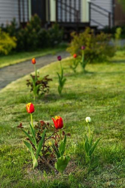 Bunte Tulpenblumen blühen im Frühlingsgarten