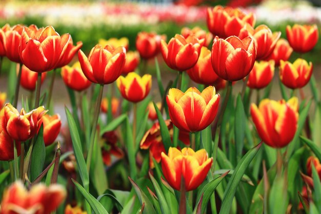 Bunte Tulpenblumen blühen im Garten