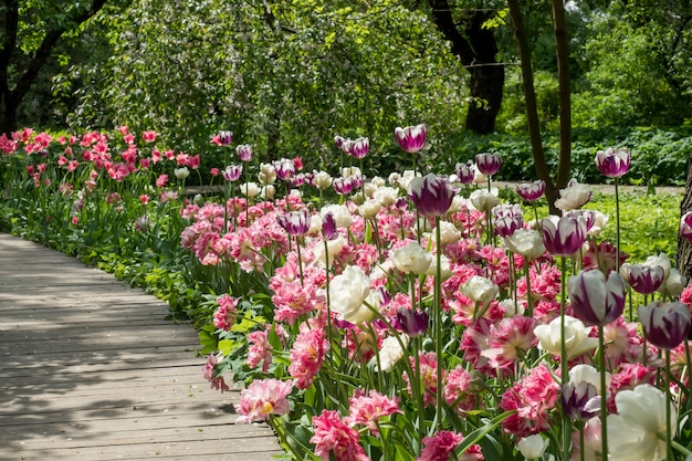 Bunte Tulpenblumen, die im Garten entlang dem hölzernen Bodenbelag blühen