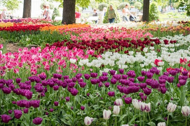 Bunte Tulpenblumen, die in einem Garten blühen