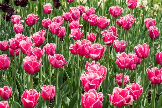 Bunte Tulpenblumen, die in einem Garten blühen