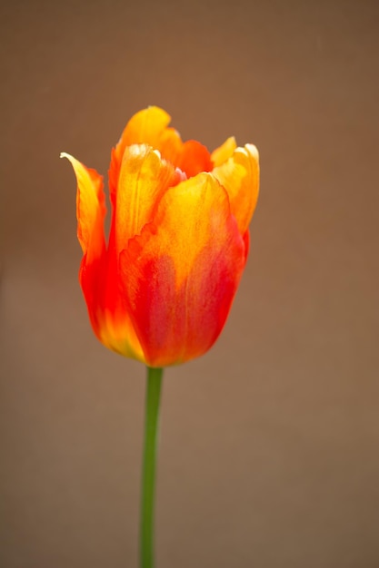 Bunte Tulpenblumenblüte mit einem bunten Hintergrund