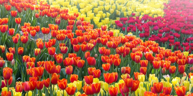 Bunte Tulpenblumenfelder, die im Garten blühen