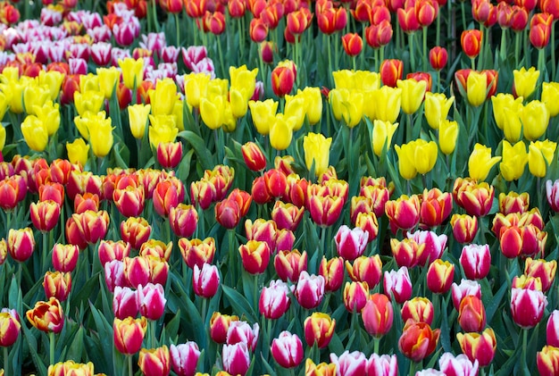 Bunte Tulpenblumenfelder, die im Garten blühen