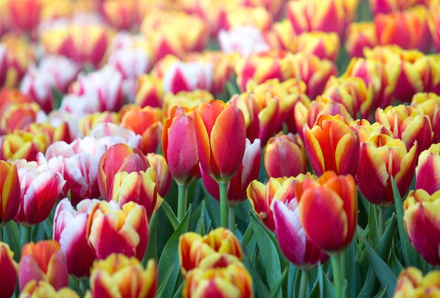 Bunte Tulpenblumenfelder, die im Garten blühen