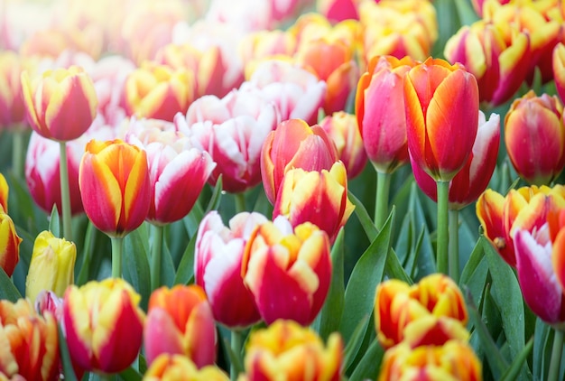 Bunte Tulpenblumenfelder, die im Garten blühen