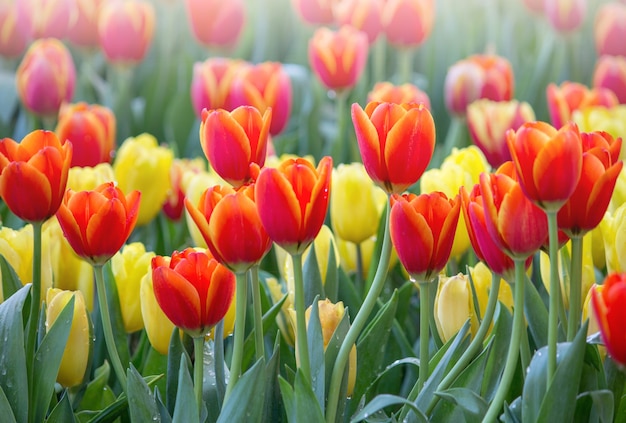 Bunte Tulpenblumenfelder, die im Garten blühen