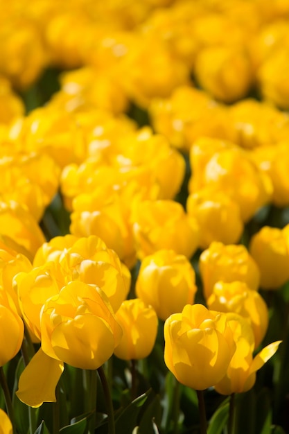 Bunte Tulpenfelder an einem sonnigen Frühlingstag auf dem Land Keukenhof Blumengarten Lisse Netherl