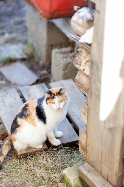 Bunte und flauschige Katze sitzt auf der Straße