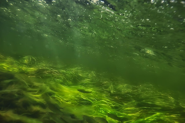 bunte Unterwasserlandschaft im Fluss, algenklares Wasser, Pflanzen unter Wasser