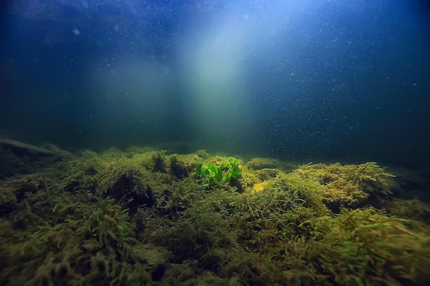 bunte Unterwasserlandschaft im Fluss, algenklares Wasser, Pflanzen unter Wasser