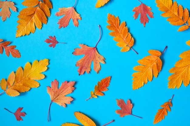 Bunte verschiedene Herbstblätter auf blauem Hintergrund. Saisonaler Hintergrund und Textur. Ansicht von oben