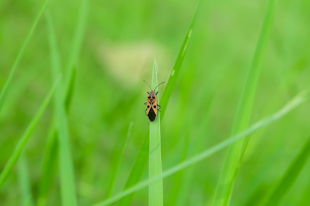 Bunte Wanze am grünen Gras