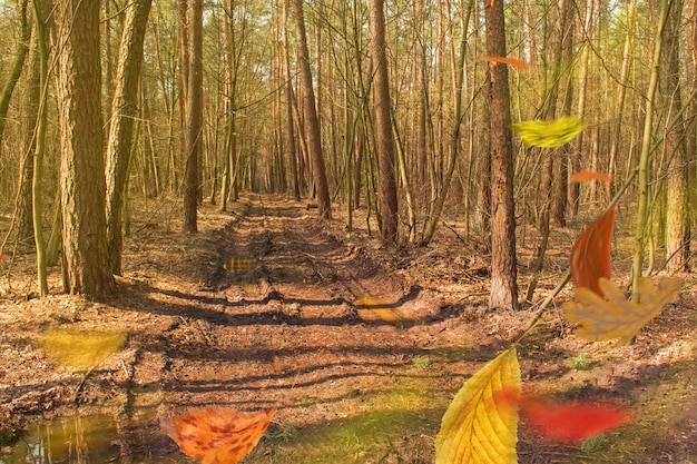 Bunte warme Blätter im Herbst im freien Fall Herbstliche Stimmung Hintergrund Herbst-Mix-Blätter