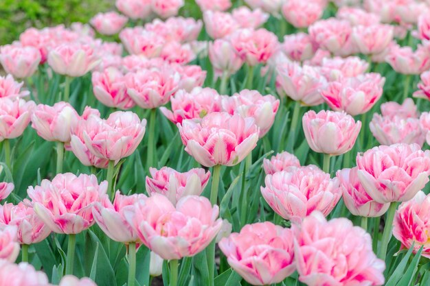 Bunte weiche rosa Tulpenfrischblumenhintergrundnahaufnahme