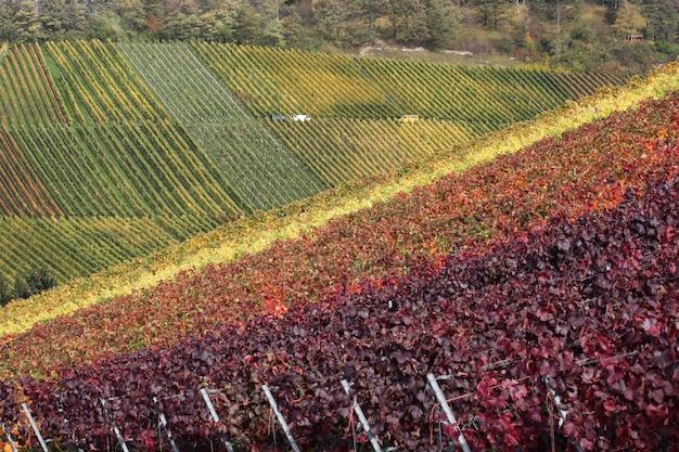 Bunte Weinberge im Herbst