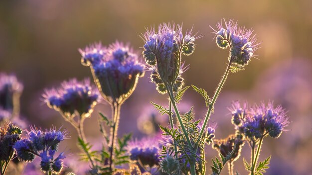 Bunte Wildblumen im hintergrundbeleuchteten Abendsonnenlicht. Die Natur der Blumenbotanik