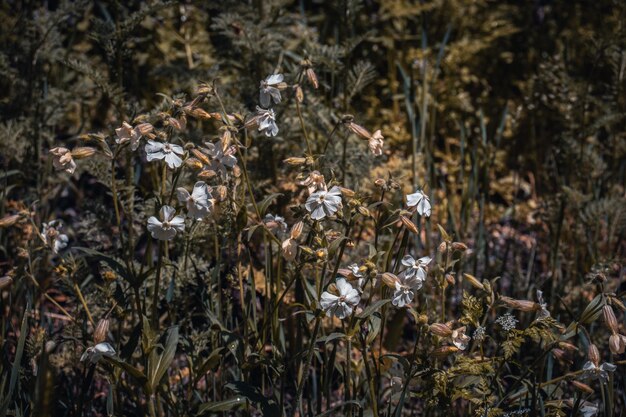 Bunte Wildblumen im Sommerwiese-Konzeptfoto