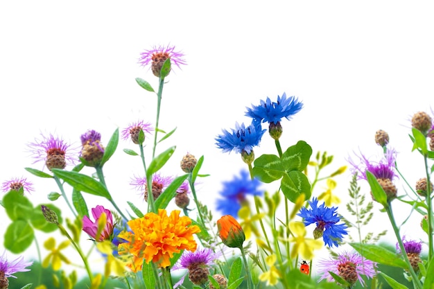 Bunte wilde Blumen, die im Gras blühen