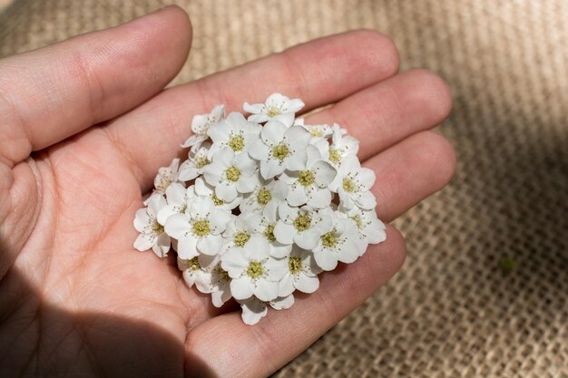 Bunte wilde Frühlingsblumen in der Hand