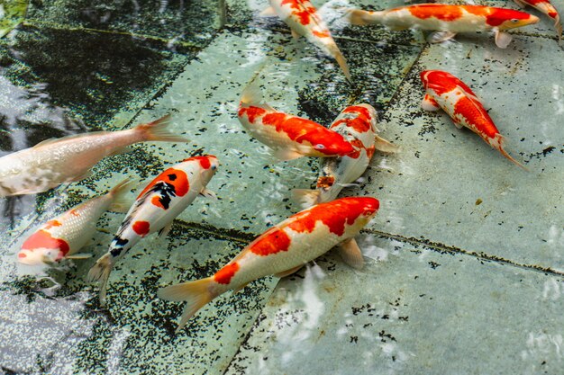 Bunte Zierfische schwimmen in einem künstlichen Teich, Ansicht von oben