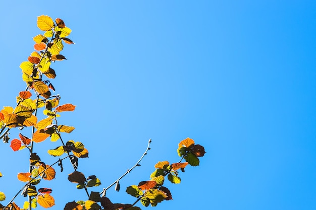 Bunte Zweige von Baum und Copyspace mit blauem Himmel