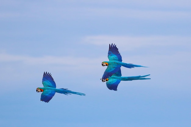 Bunter Ara-Papagei, der in den Himmel fliegt.