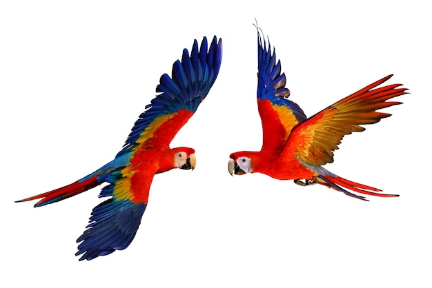 Bunter Ara-Papageienfliegen getrennt auf Weiß.