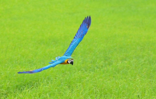 Bunter Arapapagei, der über die Reisfelder fliegt.