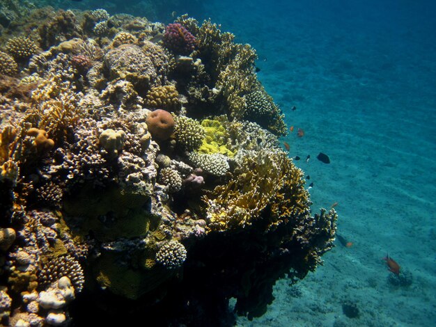 Bunter artenreicher korallenstock mit blauem wasser im roten meer