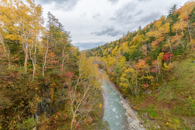 Bunter Baum im Herbst nahe Shirahige-Wasserfall