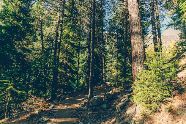 Bunter Baum- und Waldnaturwanderweg ohne Person.