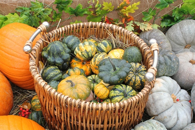 Bunter Bio-Kürbis im Rattankorb auf der Landwirtschaftsmesse. Ernten des Herbstzeitkonzepts. Gar