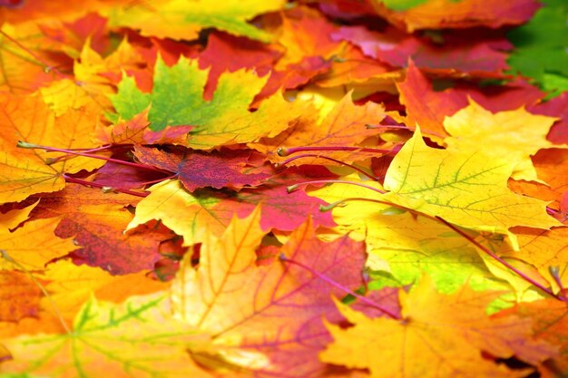 Bunter Blätterhintergrund des Herbstes