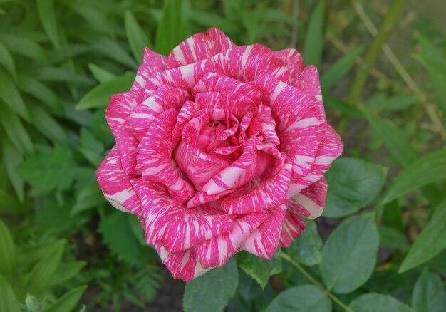 Bunter Busch aus gestreiften Rosen im Garten Rosa Rosen mit weißen Streifen Rosa Intuition