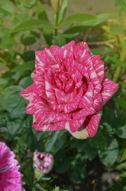 Bunter Busch aus gestreiften Rosen im Garten Rosa Rosen mit weißen Streifen Rosa Intuition