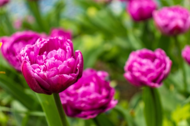 Bunter Feiertags- oder Geburtstagshintergrund mit schönem zotteligem, flockigem rosa Tulpenblumenbeet