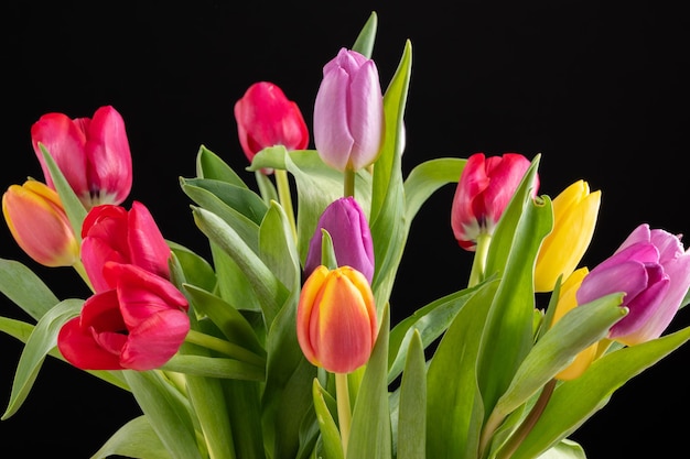 Bunter frischer Tulpenblumenblumenstrauß für internationalen Woomens-Tag