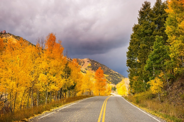 Bunter gelber Herbst in Colorado, USA. Herbstsaison.