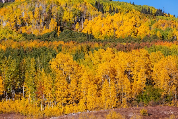 Bunter gelber Herbst in Colorado, USA. Herbstsaison.