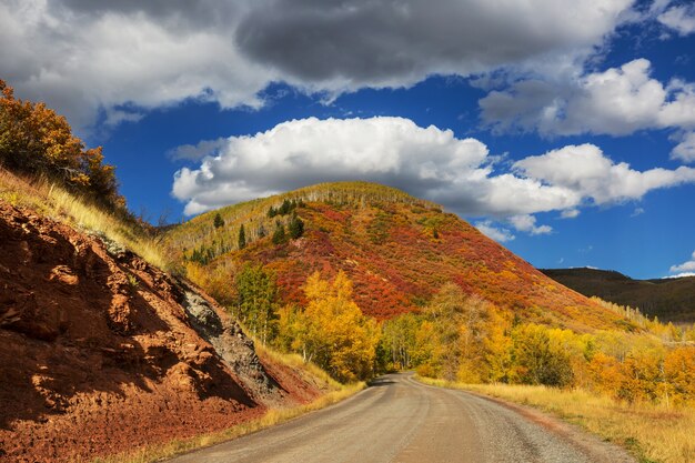 Bunter gelber Herbst in Colorado, USA. Herbstsaison.