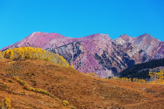 Bunter gelber Herbst in Colorado, Vereinigte Staaten. Herbstsaison.