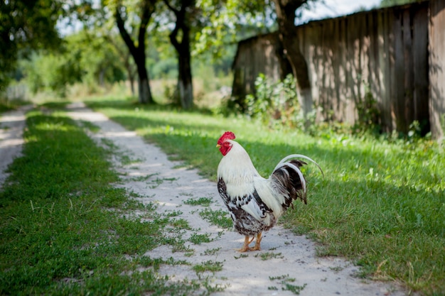 Bunter Hahn auf dem Bauernhof, schöne Hähne, die auf der Straße gehen, Dorföko-Konzept