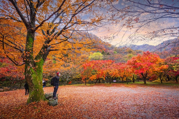 Bunter Herbst mit wunderschönem Ahornblatt im Sonnenuntergang im Naejangsan-Nationalpark Südkorea