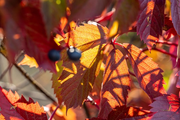 Bunter Herbst Virginia Creeper wilde Traube Hintergrund Nahaufnahme Schöner Hintergrund kleine Schärfentiefe