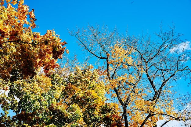 Bunter Herbstbaum gegen blauen Himmel